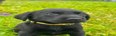 Labrador Retriever 8