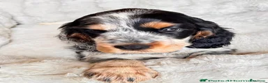 Cocker Spaniel 5