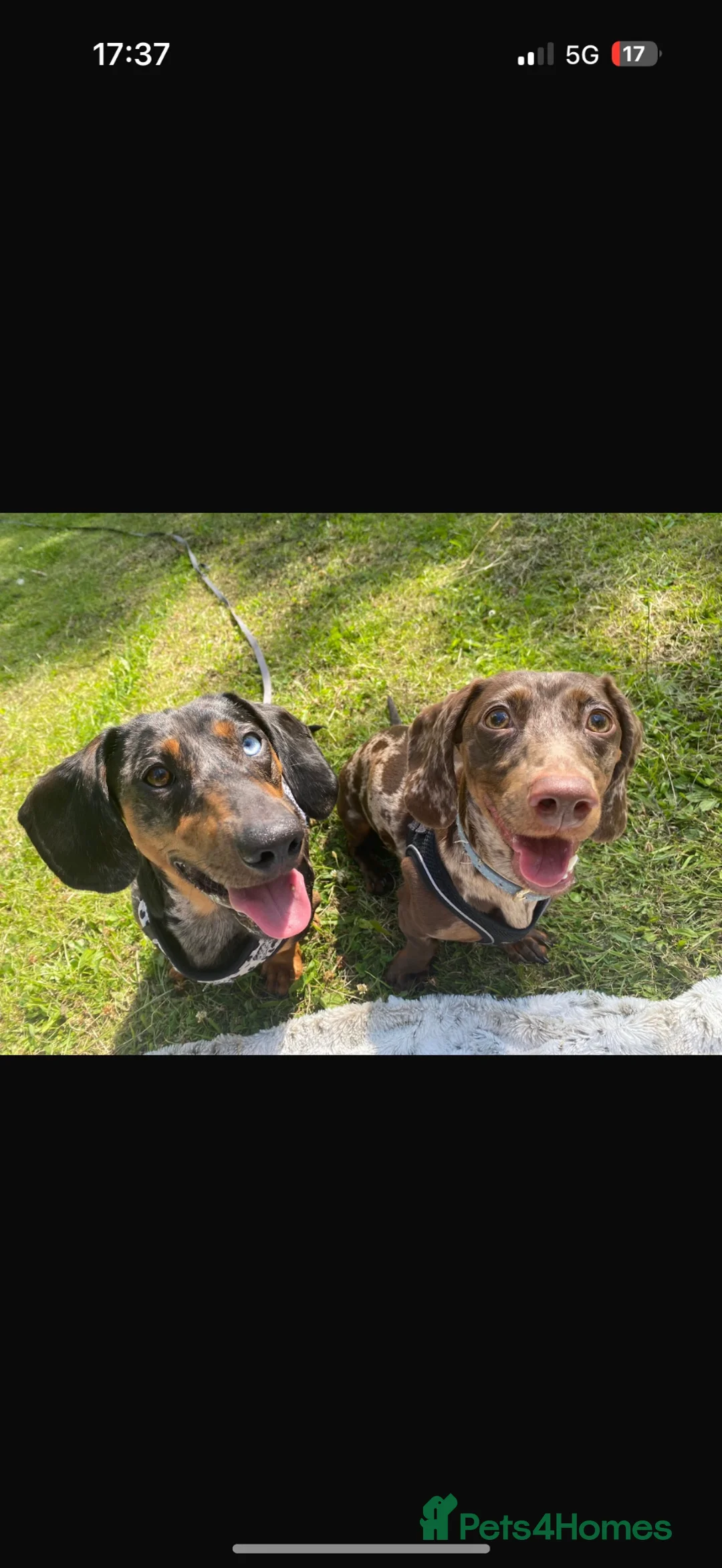 Miniature Dachshund dogs for sale: Toffee (Tofik) 1 year old, friendly dachshund in Manchester - Advert 11