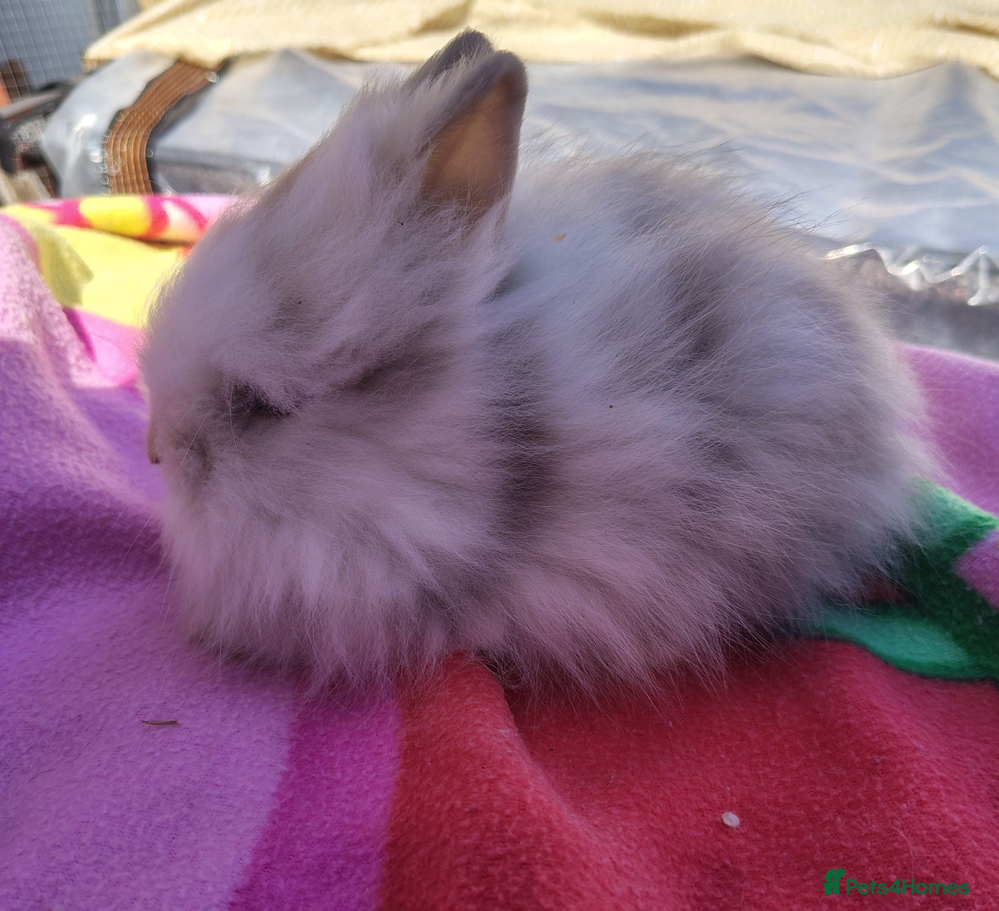 Mini Lop rabbits Beautiful bunnies - Advert 13