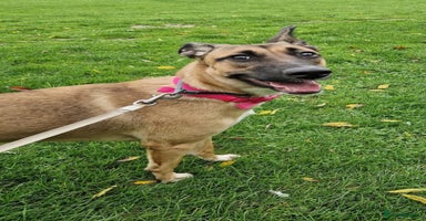 Mixed Breed dogs - Advert 5