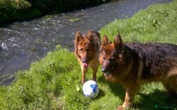 German Shepherd dogs for sale: German shepherd pups for sale  - Image 8