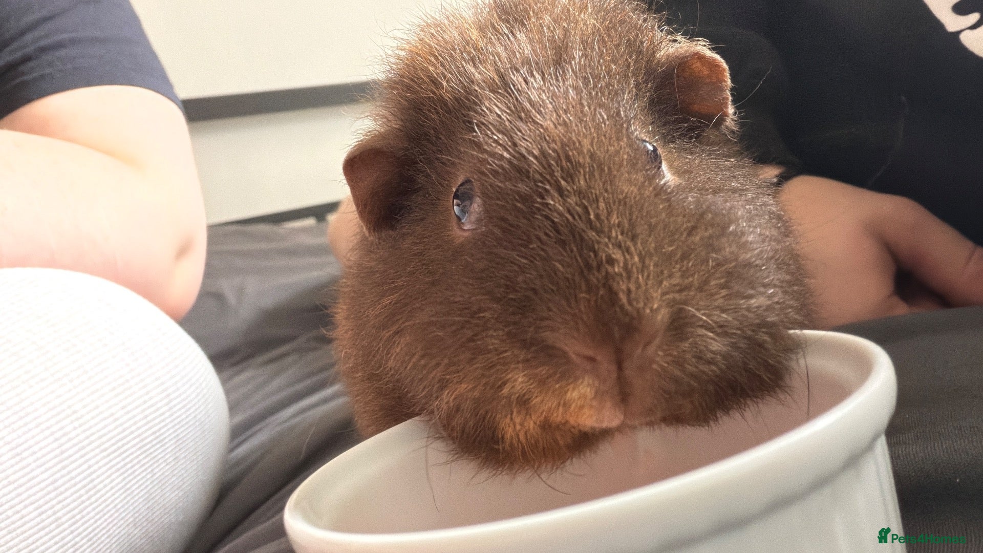 Guinea Pig rodents Urgent rehoming needed! (BONDED)  - Advert 1