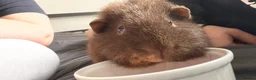 Guinea Pig rodents for sale: Urgent rehoming needed! (BONDED)  - Advert 1
