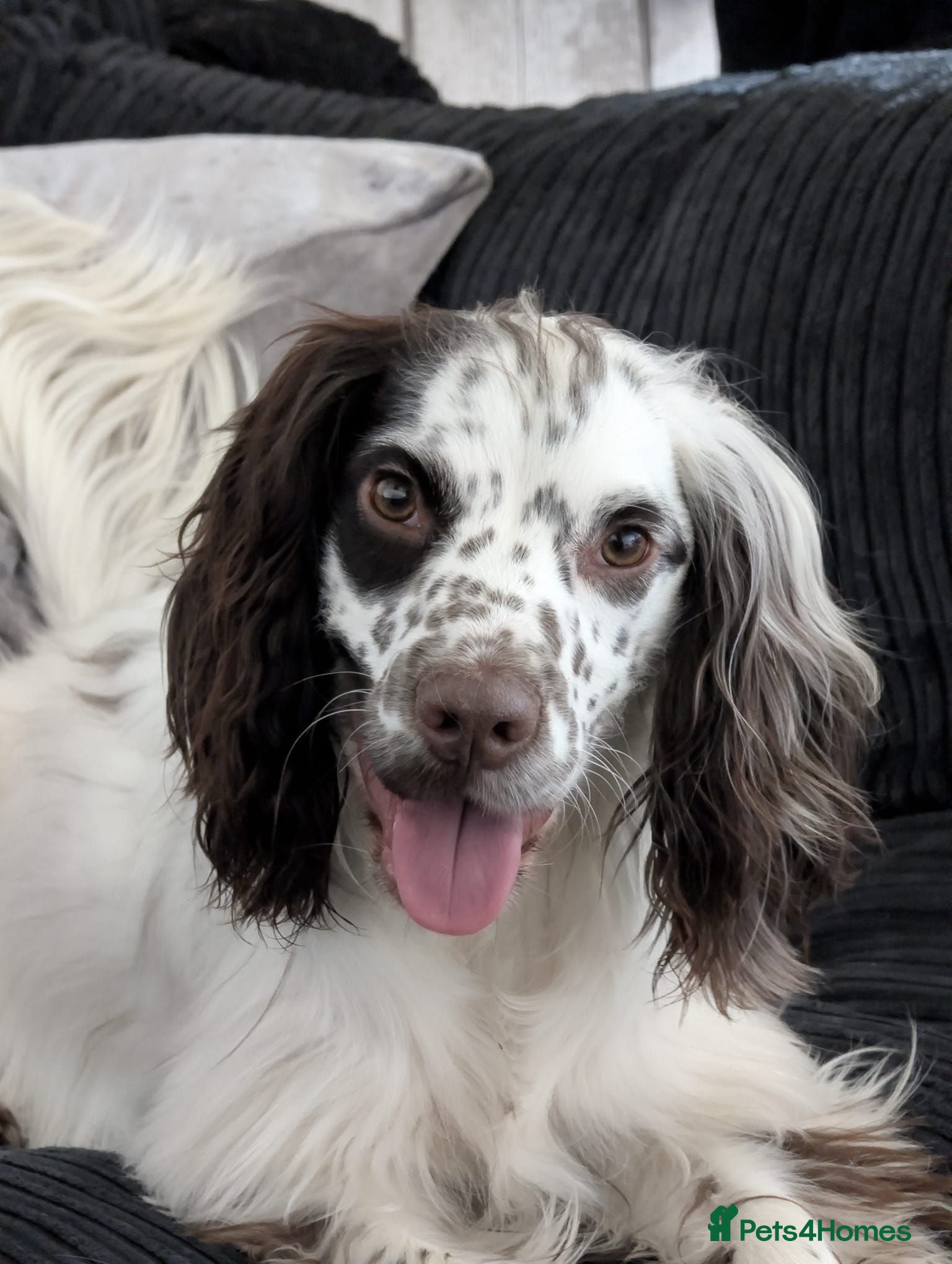 Cocker Spaniel dogs 2 year old cocker spaniel - Murphy - Advert 5