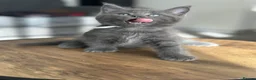 Mixed Breed cats for sale: Maine coon mix breed kittens  - Advert 26