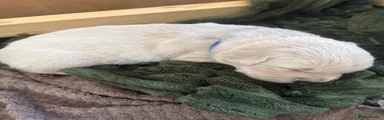 Golden Retriever blue collar