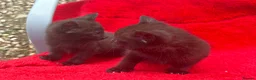 Mixed Breed cats for sale: Farm raised kittens  - Advert 15