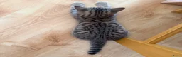 British Shorthair cats for sale: British taby 100% verified  - Advert 2