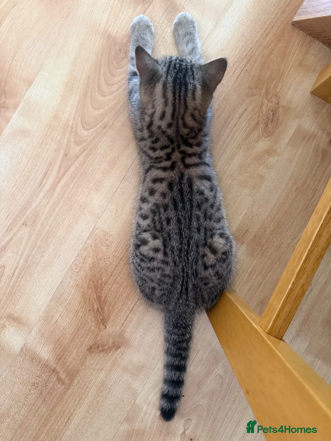 British Shorthair cats for sale: British taby 100% verified  - Advert 2