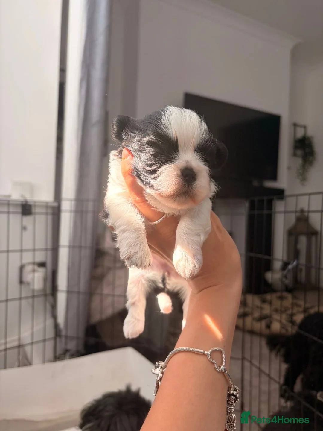 Shih Tzu dogs for sale: Imperial Shihtzu Puppies - Advert 2