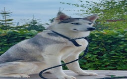 Siberian Husky dogs for sale: Beautiful Blue Eyes Siberian Husky 😍  - Image 8