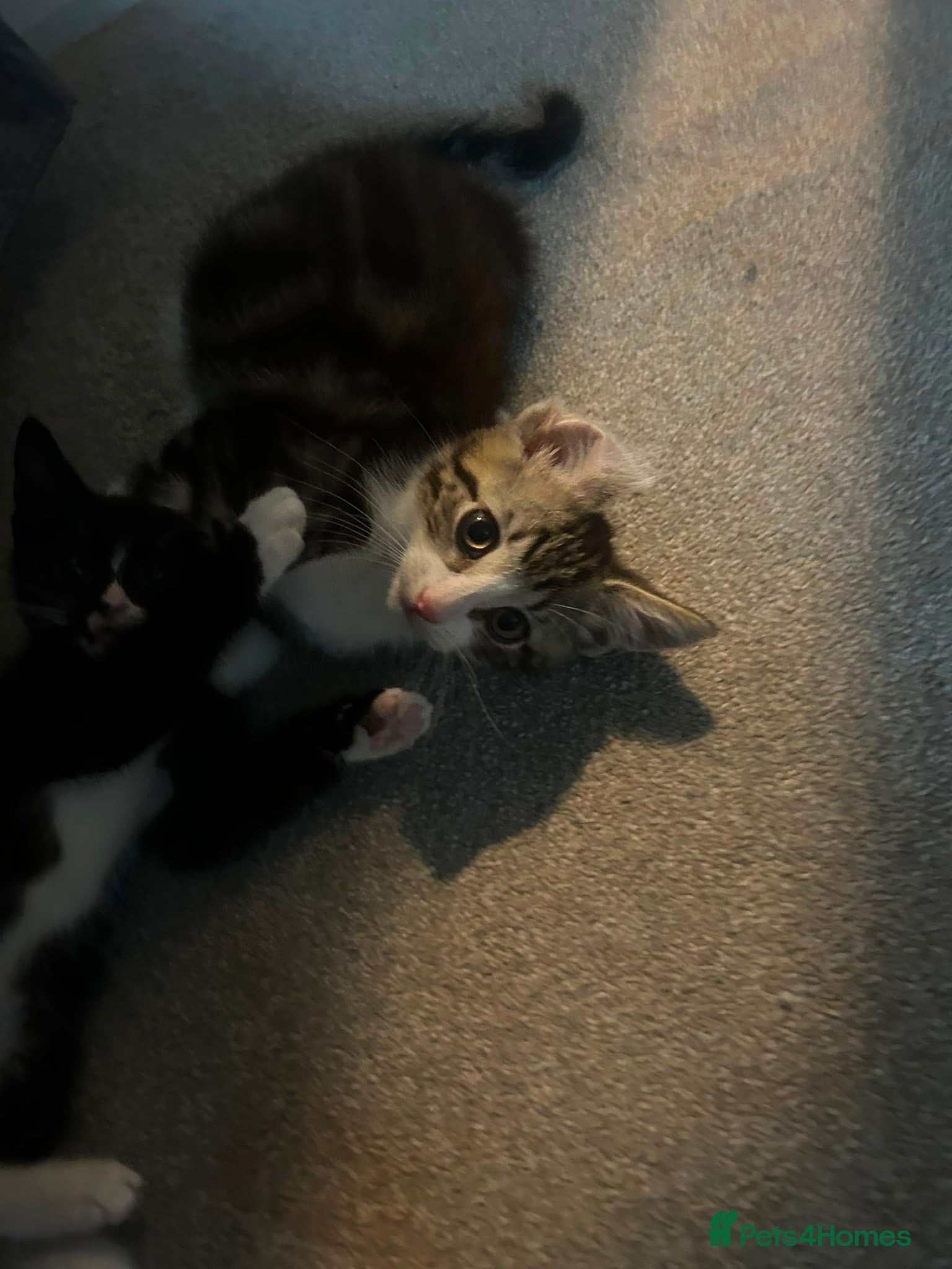 Mixed Breed cats 2 kittens looking for their forever home - Advert 5