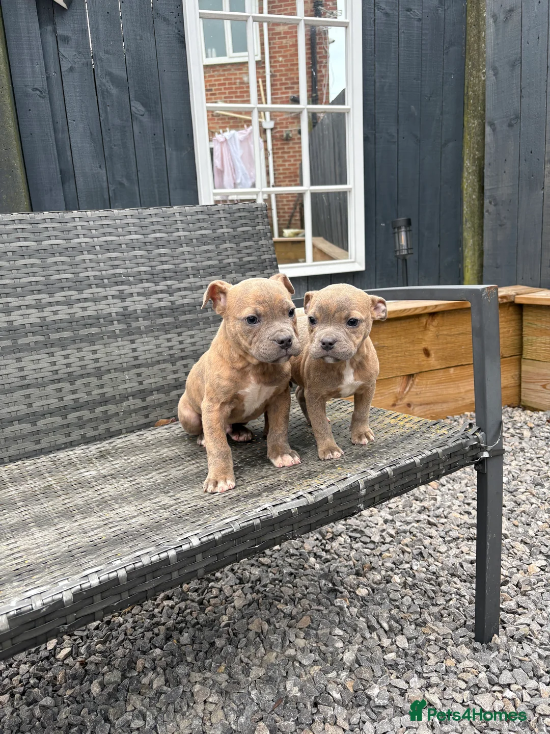 Mixed Breed dogs for sale: Olde English Bulldog pups  - Advert 7