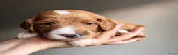 Australian Labradoodle dogs for sale: ⭐WALA Australian Labradoodles last puppy 🐶1️⃣ ⭐ - Advert 2