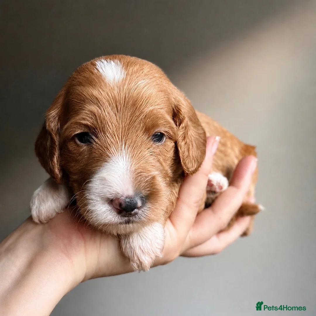 Australian Labradoodle dogs for sale: ⭐WALA Australian Labradoodles last puppy 🐶1️⃣ ⭐ - Advert 2