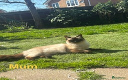 Mixed Breed cats for sale: 3 Ragdoll X kittens  - Advert 5
