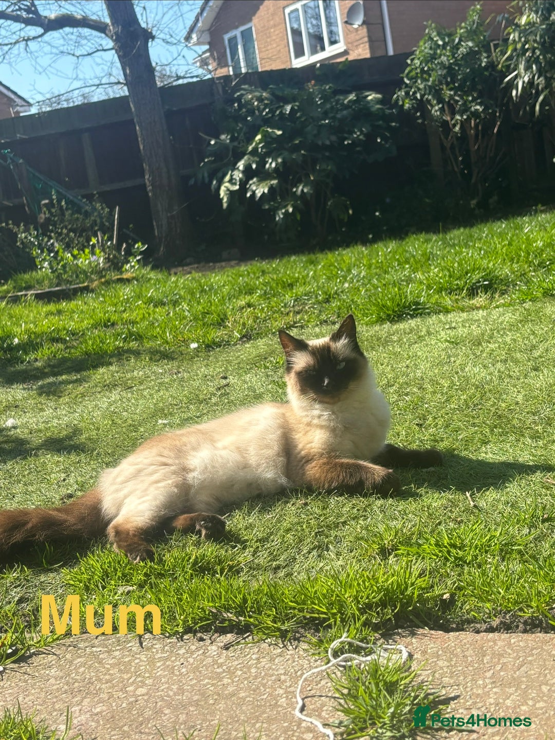 Mixed Breed cats for sale: 3 Ragdoll X kittens  - Advert 5