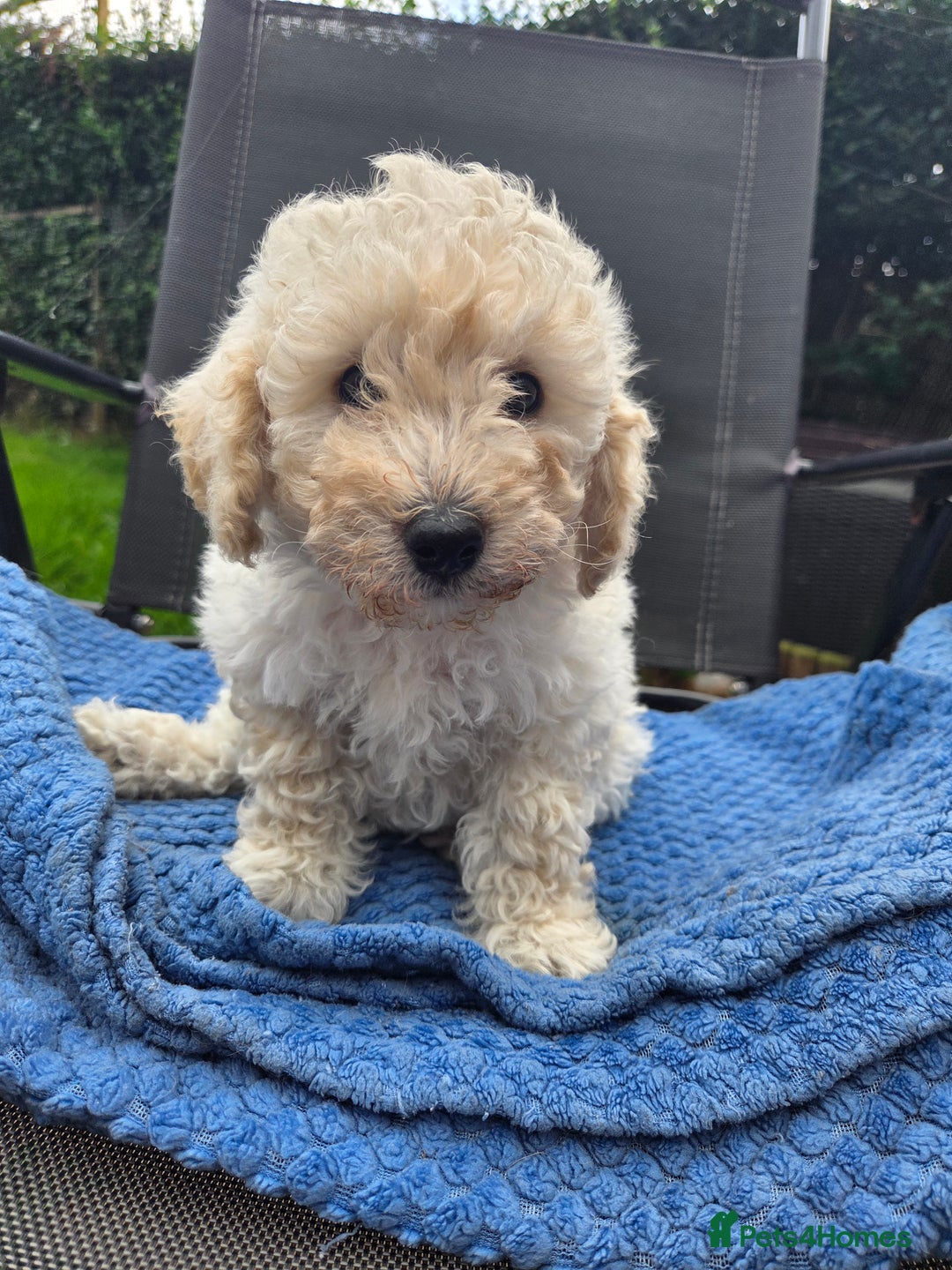 Toy Poodle dogs for sale: *READY NOW* Stunning KC TINY toy poodle puppies - Image 5