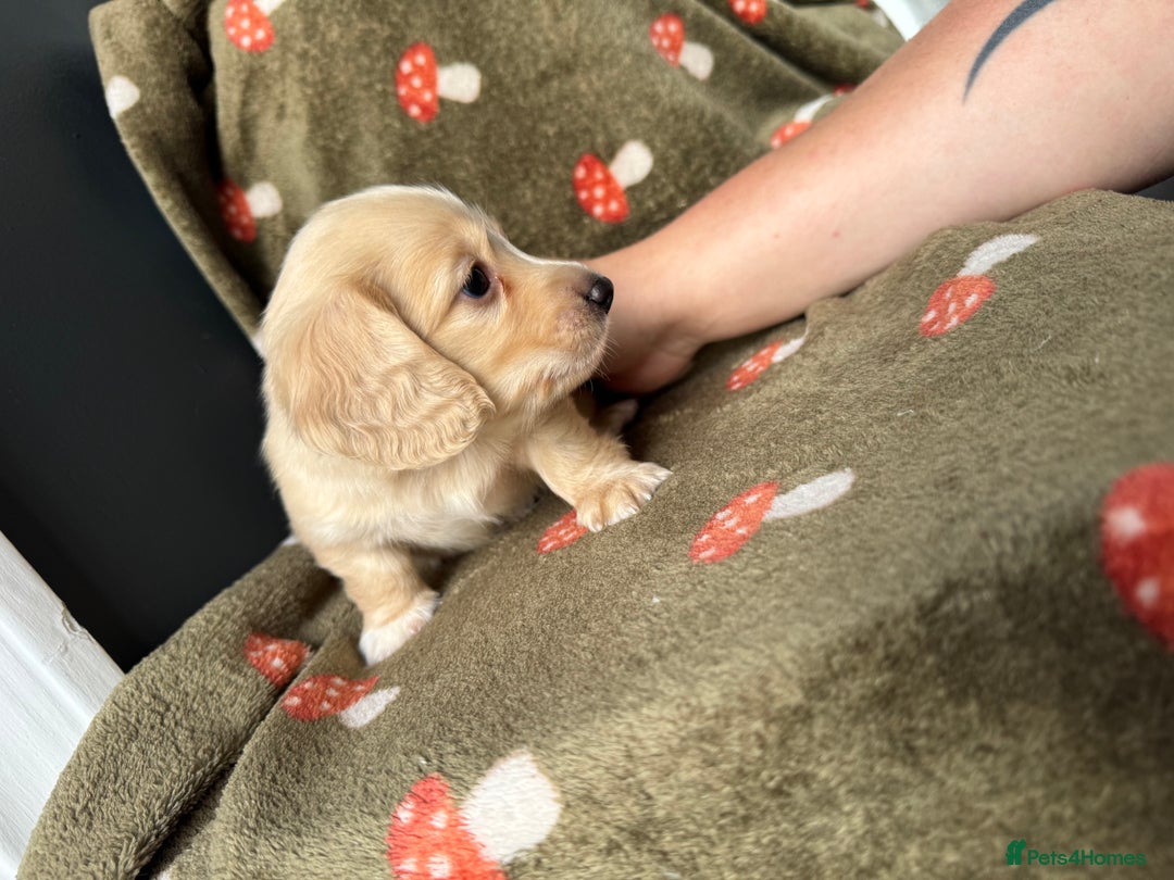 Miniature Dachshund dogs for sale: Cream&Shaded KC reg. PRA clear 4 weeks old - Image 8