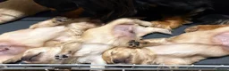 Chiweenie dogs for sale: Chiweenie Dach x chih - Advert 3