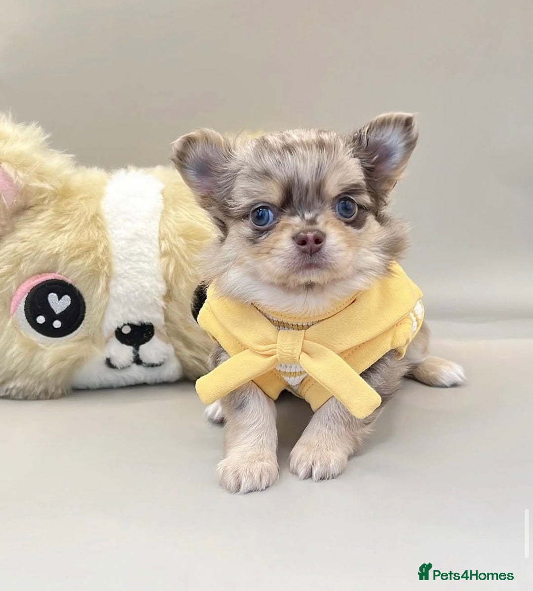 Chihuahua dogs for stud: MARLEY has arrived for stud🏆 k.c merle boy - Image 25