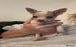 Chihuahua dogs for sale: 3 female and 1 male chihuahua puppies.  - Image 12