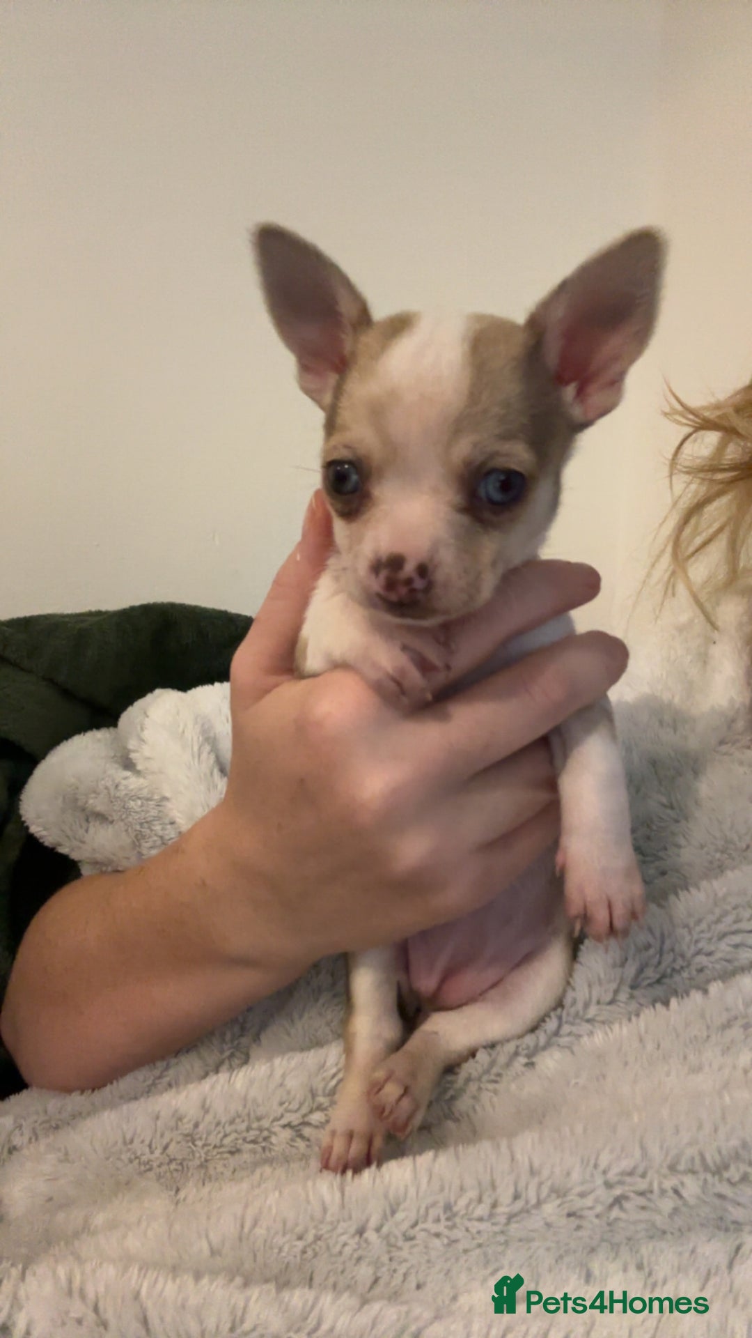 Chihuahua dogs for sale: 3 female and 1 male chihuahua puppies.  - Image 12