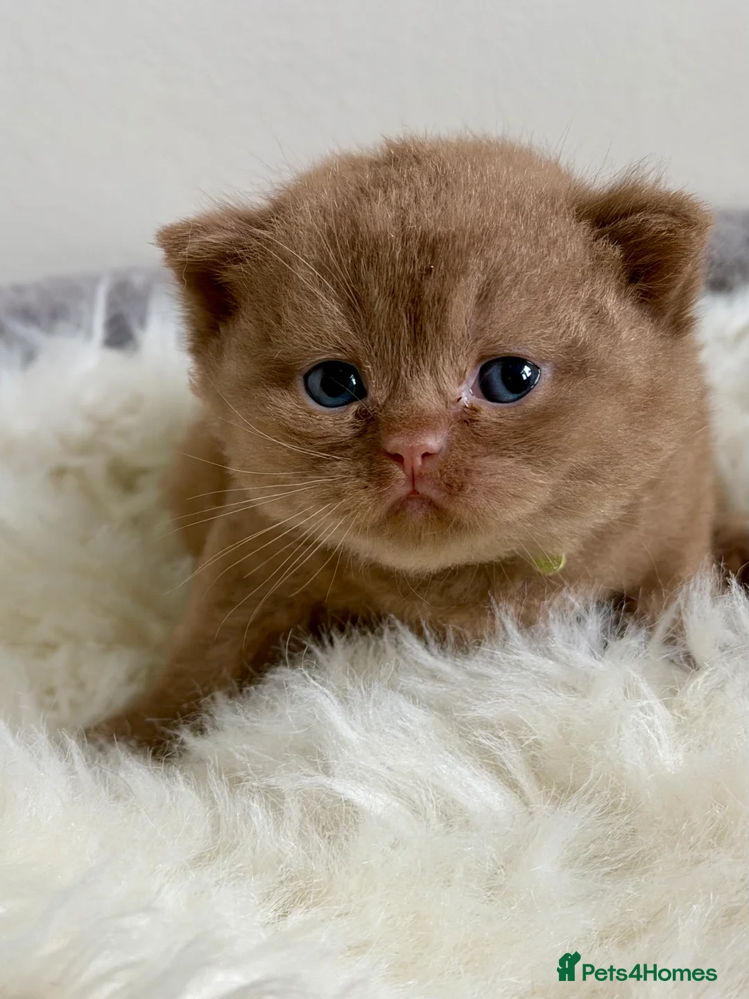 British Shorthair cats for sale: BSH Show quality cinnamon kittens  - Advert 9