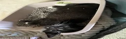 Domestic Shorthair cats for adoption: Bonded Rescue Kittens Looking for a Forever Home - Advert 8
