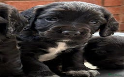 Sprocker dogs for sale: Male Sprocker spaniel puppies  - Advert 6