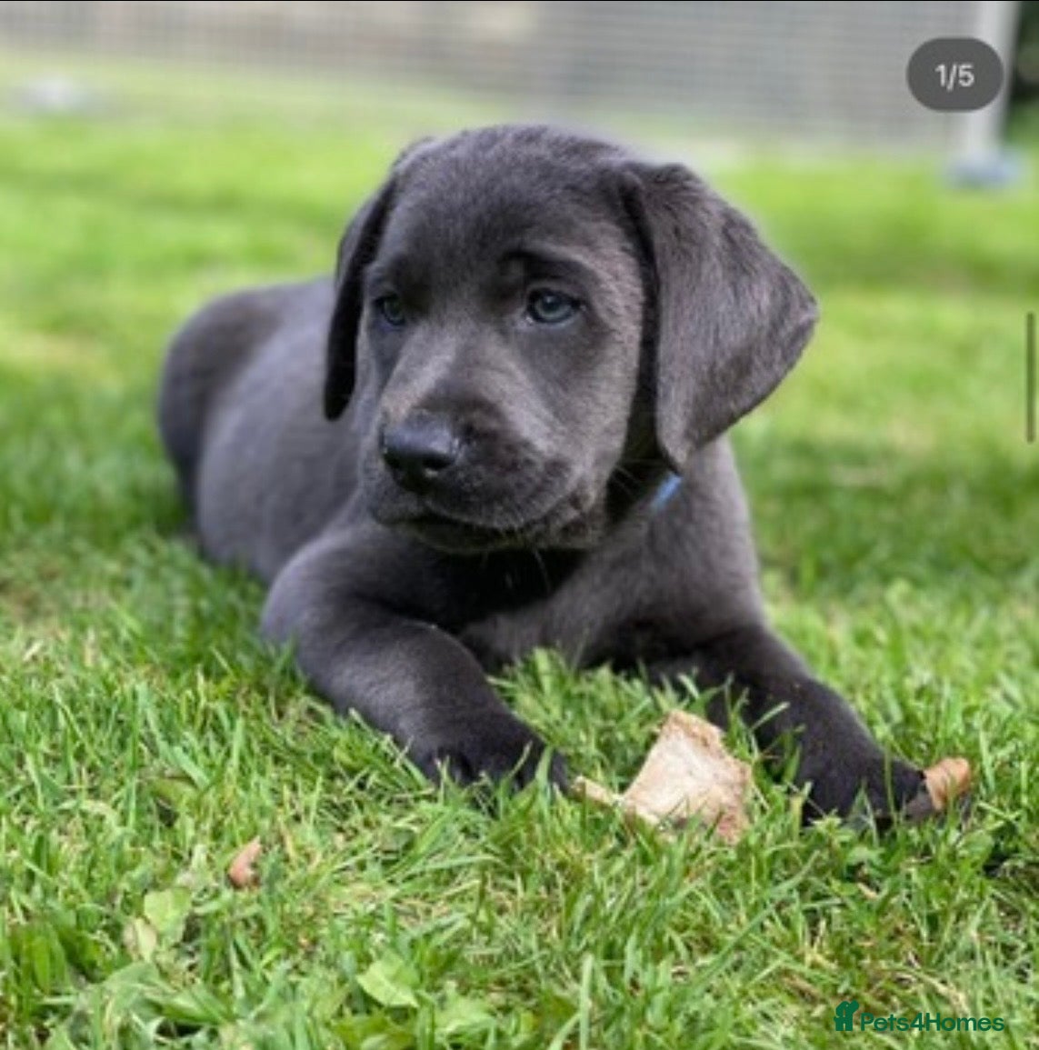 Labrador Retriever dogs ⭐️ KC REG VET CHECK,  PUPPY PACK PUPPY FOOD - Advert 12