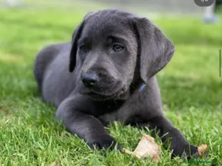 Labrador Retriever dogs ⭐️ KC REG VET CHECK, PUPPY PACK PUPPY FOOD - Advert 9