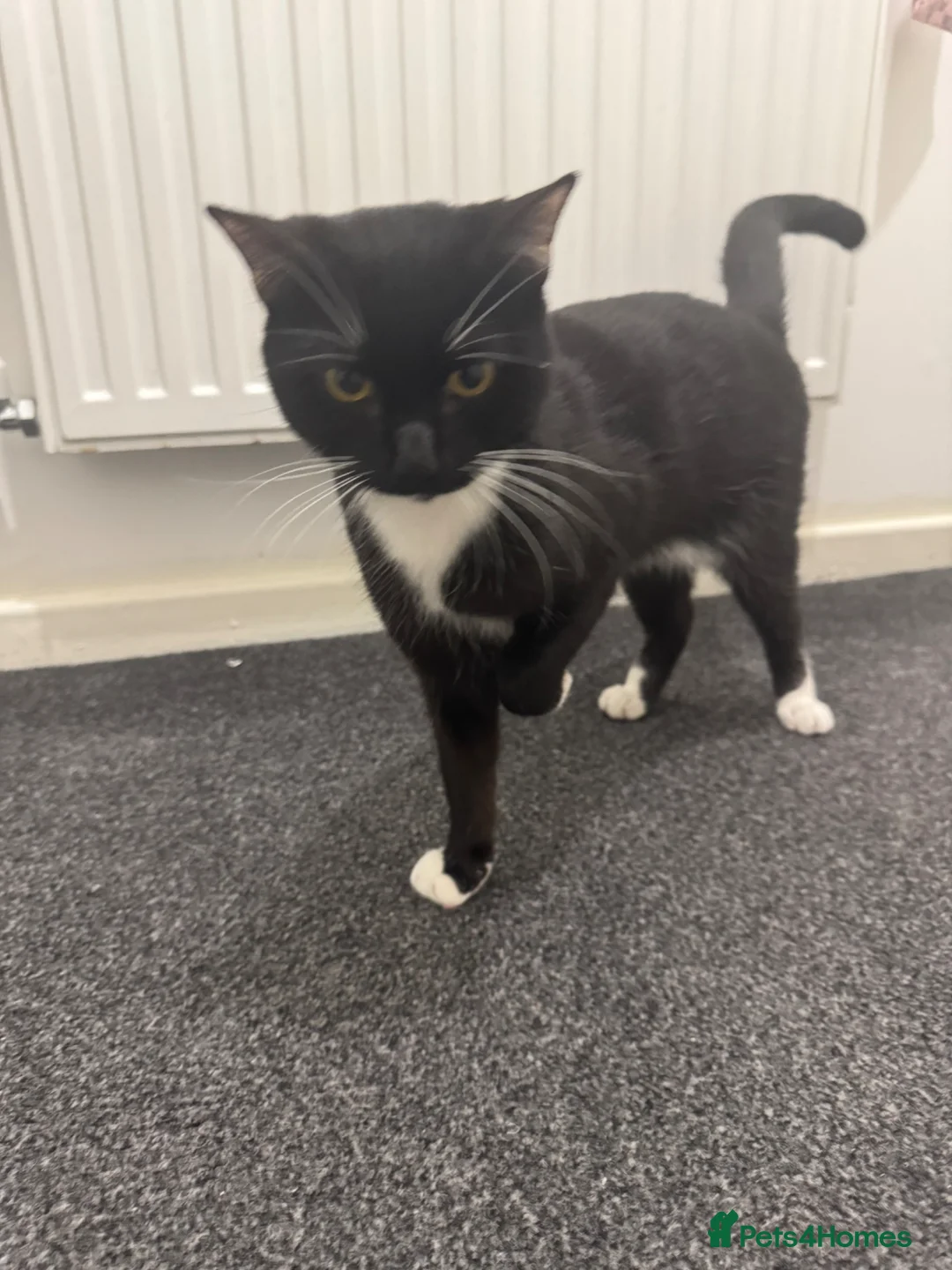 Domestic Shorthair cats for sale: Oreoo in Nottingham - Advert 2
