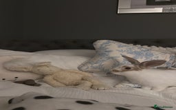 English rabbits for sale: Benji the rabbit  - Image 5