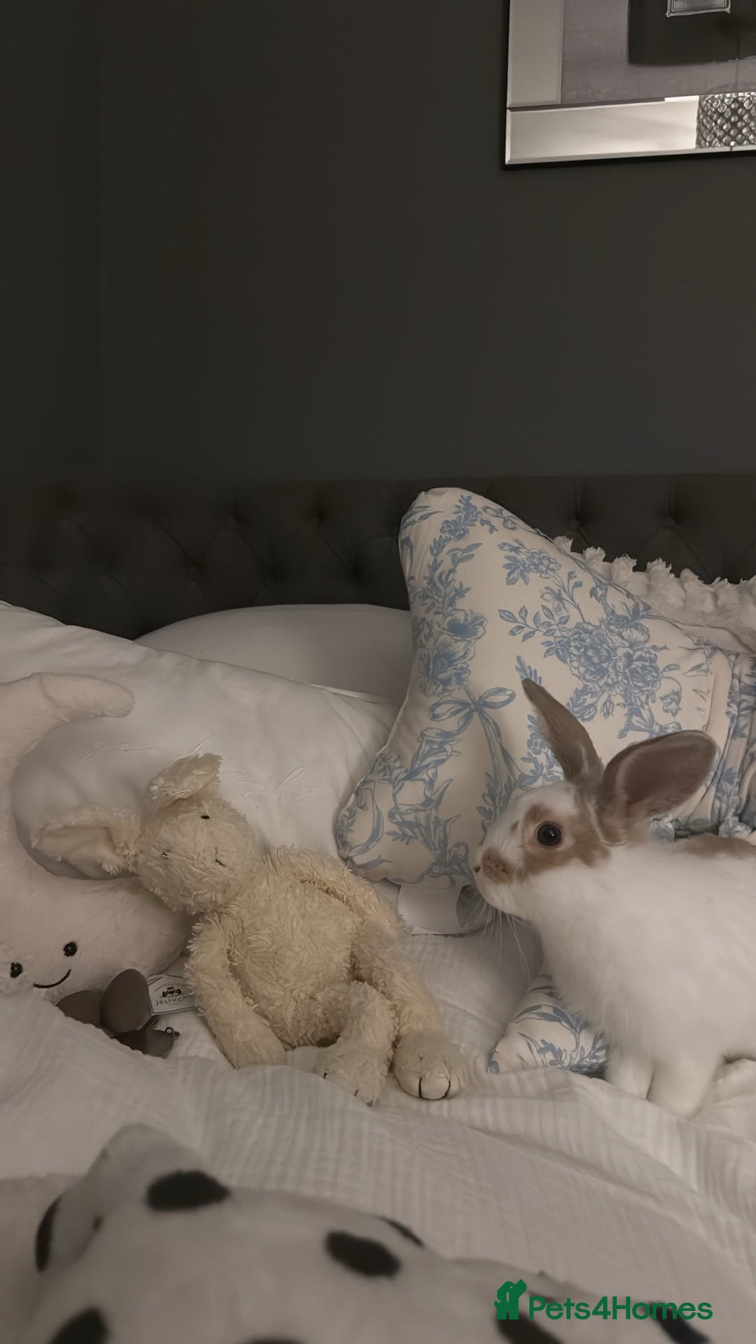 English rabbits for sale: Benji the rabbit  - Image 5