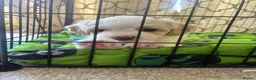Mixed Breed dogs for sale: Little boy for sale  - Advert 3