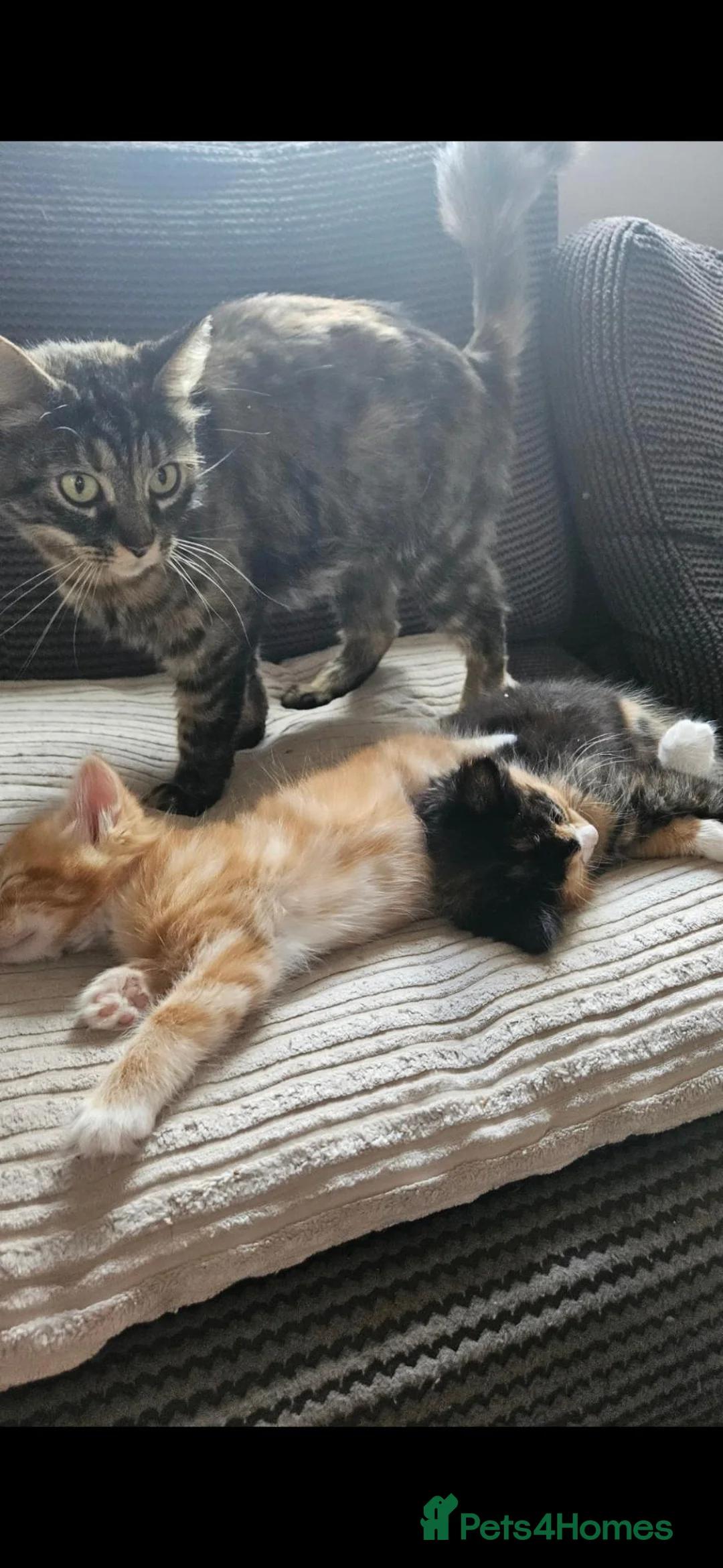 Mixed Breed cats for sale: Beautiful kittens  - Advert 5