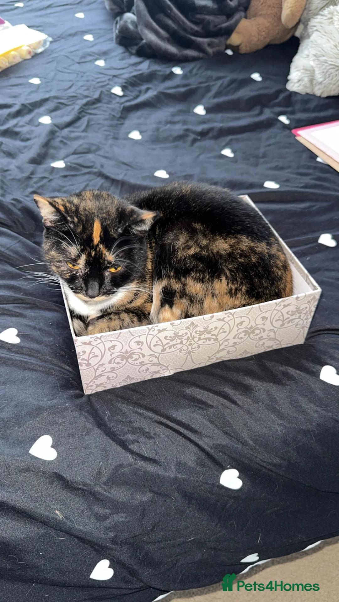 Mixed Breed cats for sale: 2 male kittens  - Advert 1