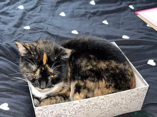 Mixed Breed cats 2 male kittens - Advert 14