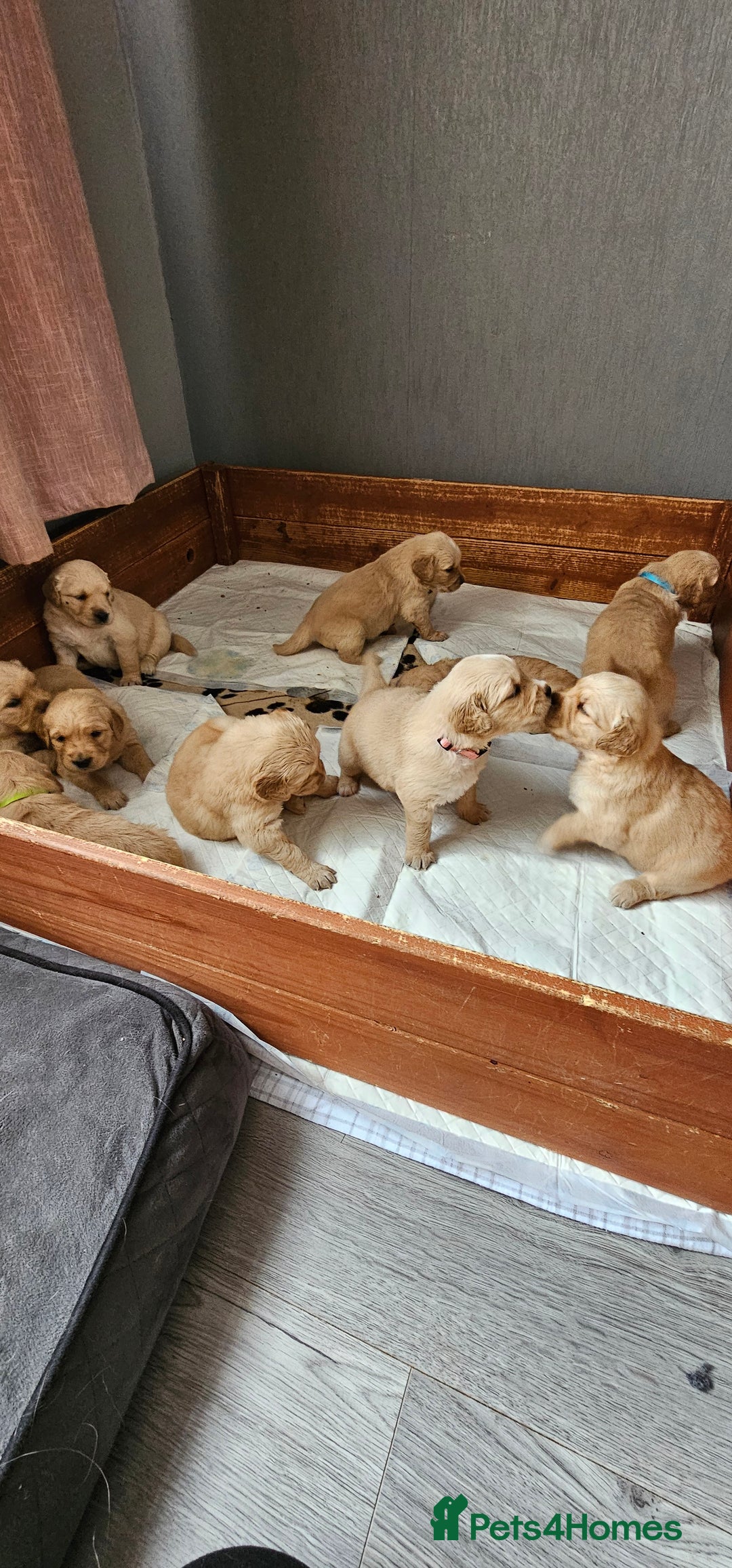 Golden Retriever dogs for sale:  golden retriever pups - Advert 27