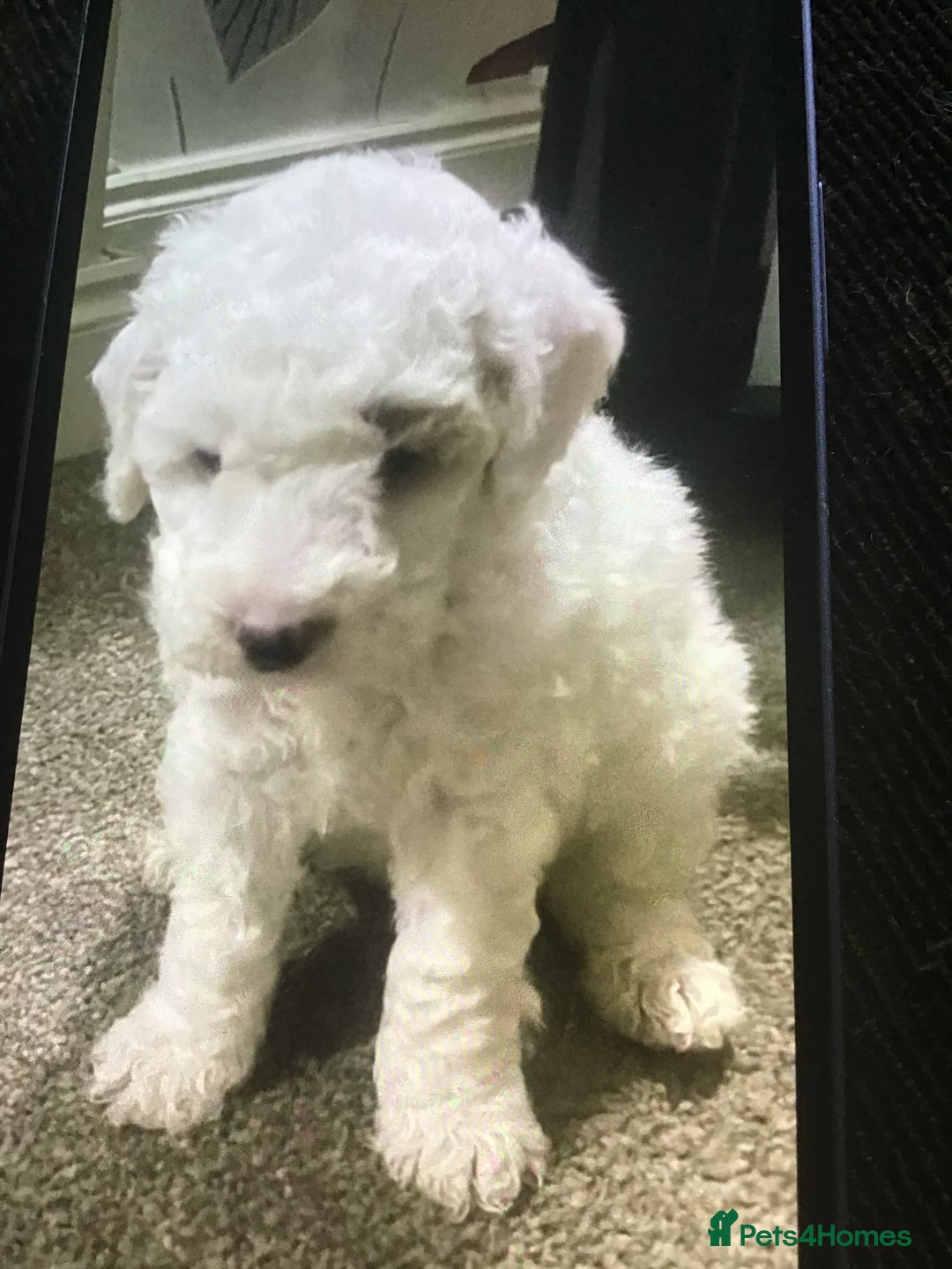 Cockapoo dogs for sale: F1b cockapoo puppies ready now - Advert 5