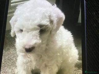 Cockapoo dogs - Advert 1