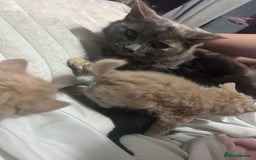 Mixed Breed cats for sale: Beautiful kittens ready to leave now ❤️ - Image 2