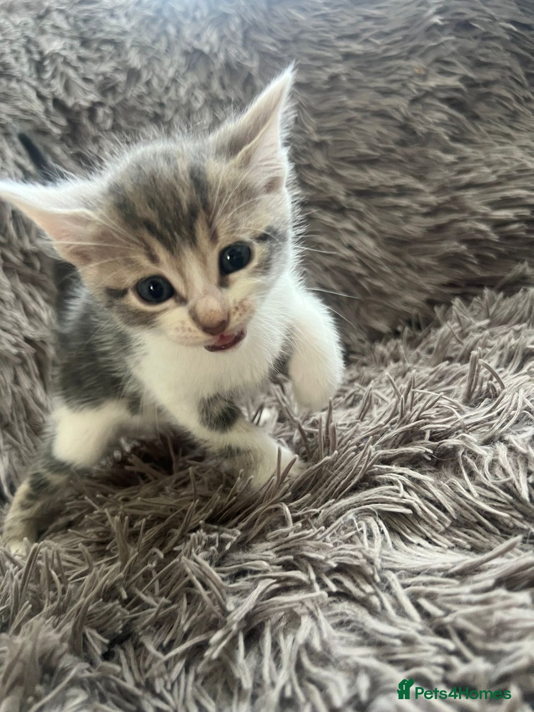 Bengal cats for sale: RUSSIAN BLUE BENGLES - Image 17