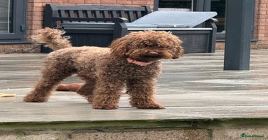 Labradoodle dogs - Advert 16