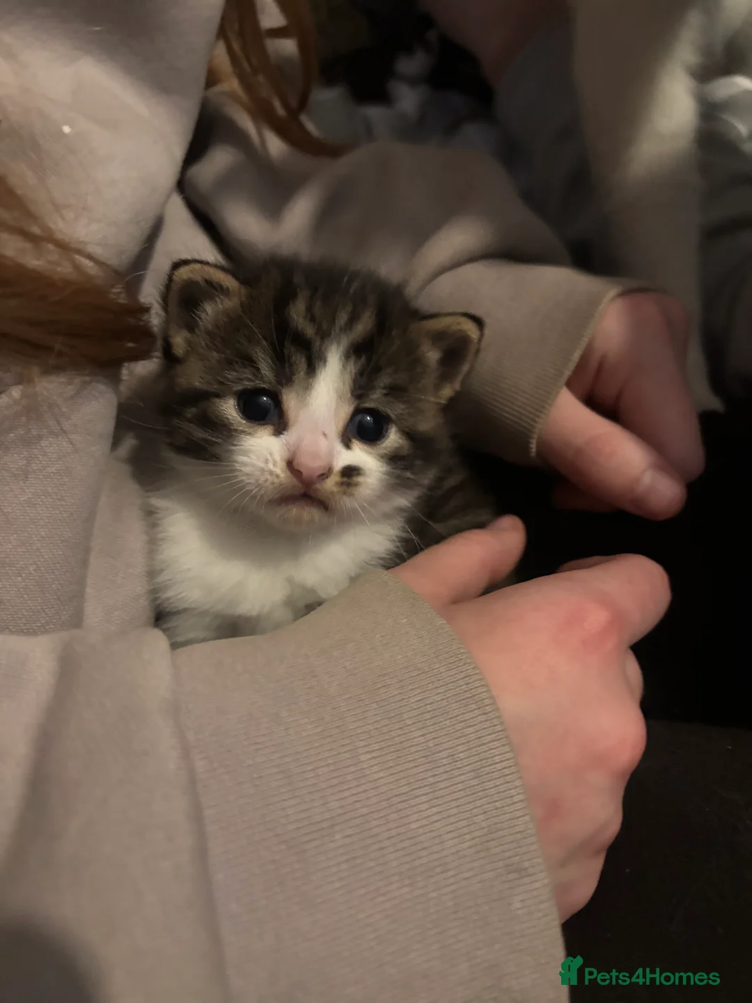 Mixed Breed cats for sale: White and grey Tabby 1M/1F ready 19 Feb - Advert 9