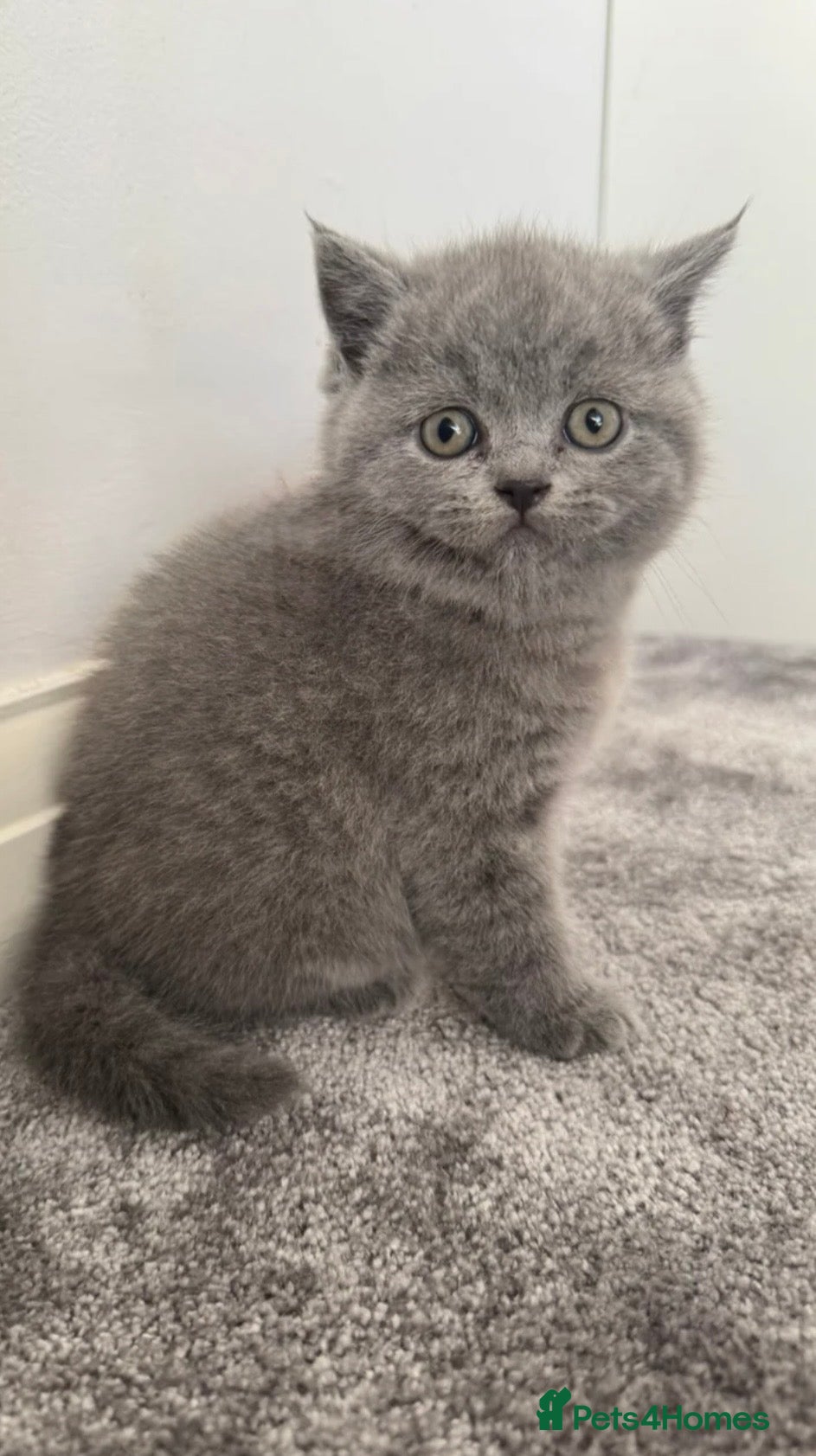 British Shorthair cats REDUCED DUE TO HOLIDAY, Golden & Blue BSH Kittens - Advert 2