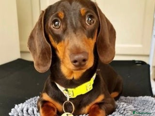 Miniature Dachshund dogs in Romford - Advert 11