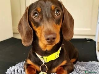 Miniature Dachshund dogs Mr Brown VERY SMALL Health tested KC reg Stud in Romford - Advert 24